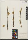 Foto von Salix aegyptiaca L.